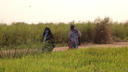 Article : Sécurité alimentaire en Mauritanie : le rôle oublié des femmes